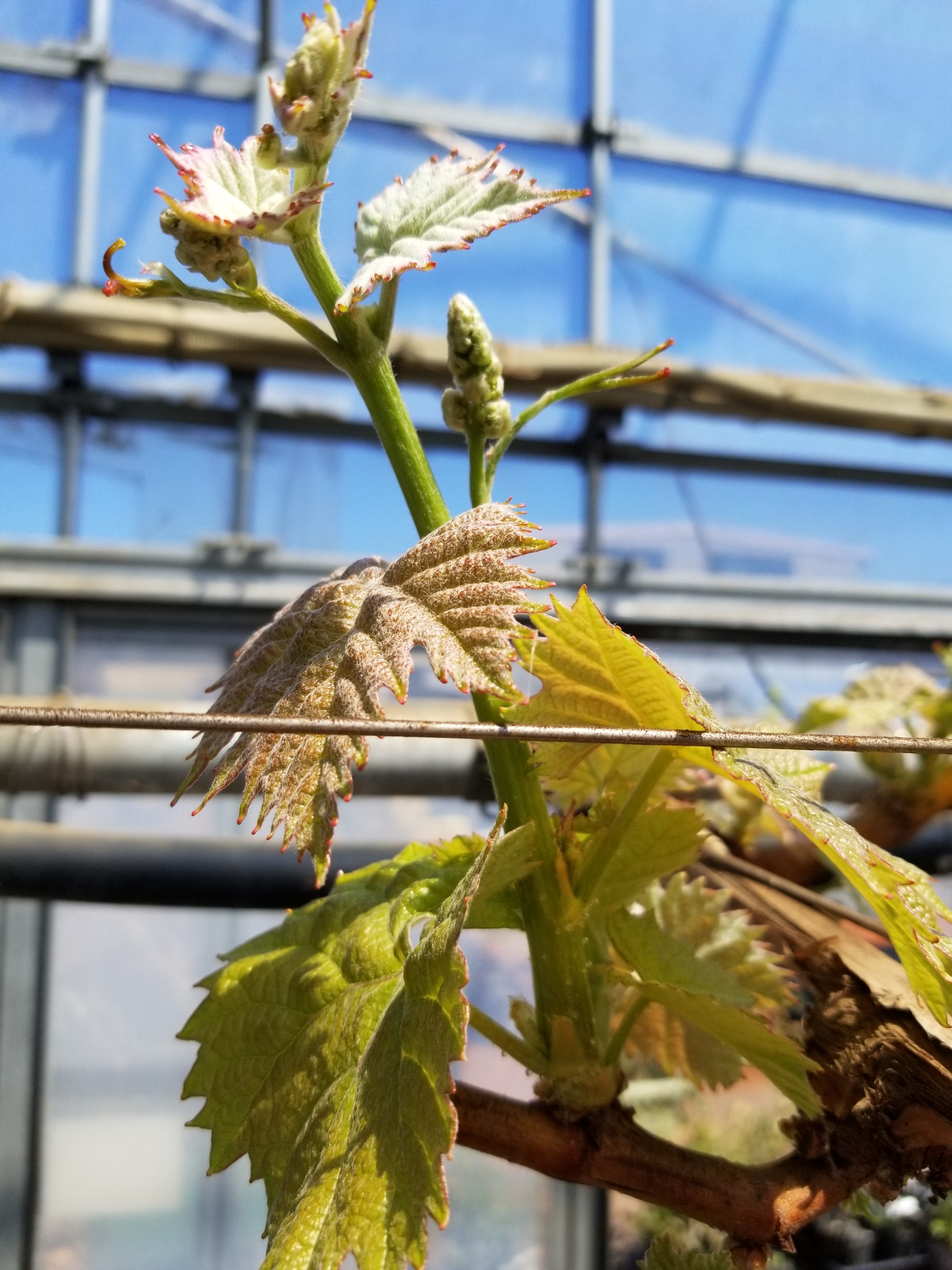 ブドウの花芽 高橋果樹園 東京都立川市にある収穫体験 摘み取り果樹園