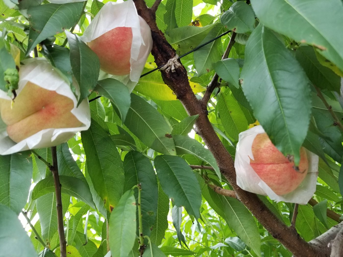 桃やプルーンが最盛期 高橋果樹園 東京都立川市にある収穫体験 摘み取り果樹園