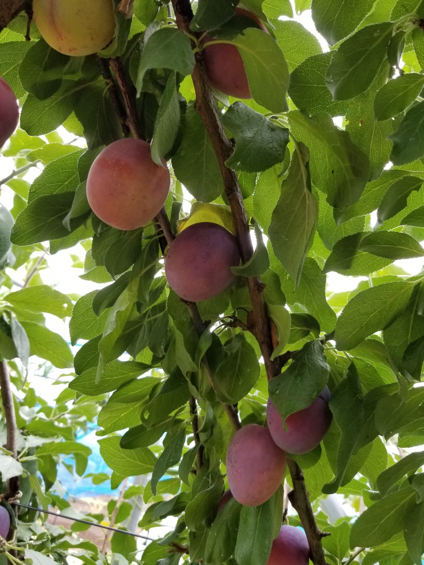 桃やプルーンが最盛期 高橋果樹園 東京都立川市にある収穫体験 摘み取り果樹園