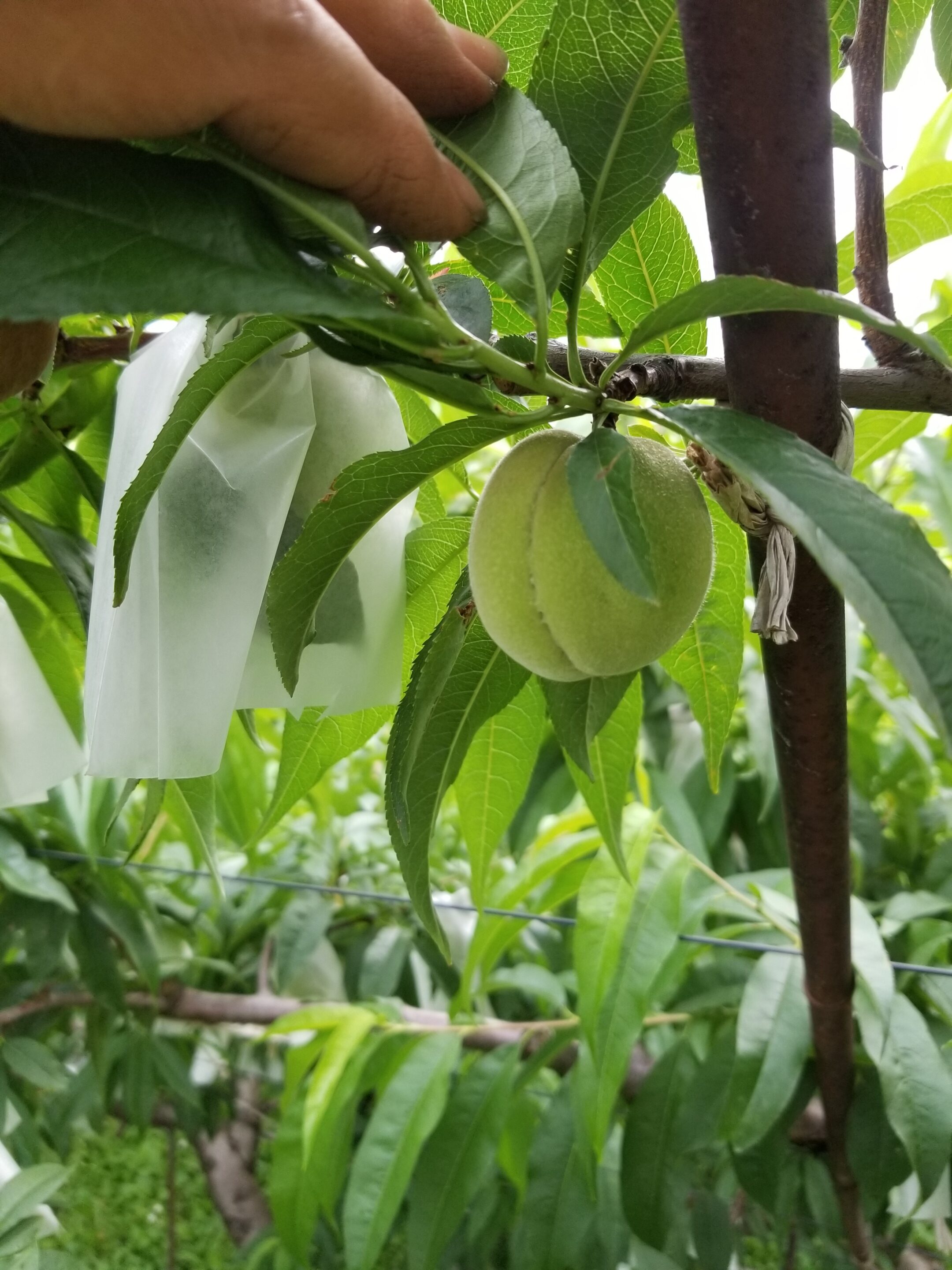 桃の袋掛け | 高橋果樹園 – 東京都立川市にある収穫体験・摘み取り果樹園