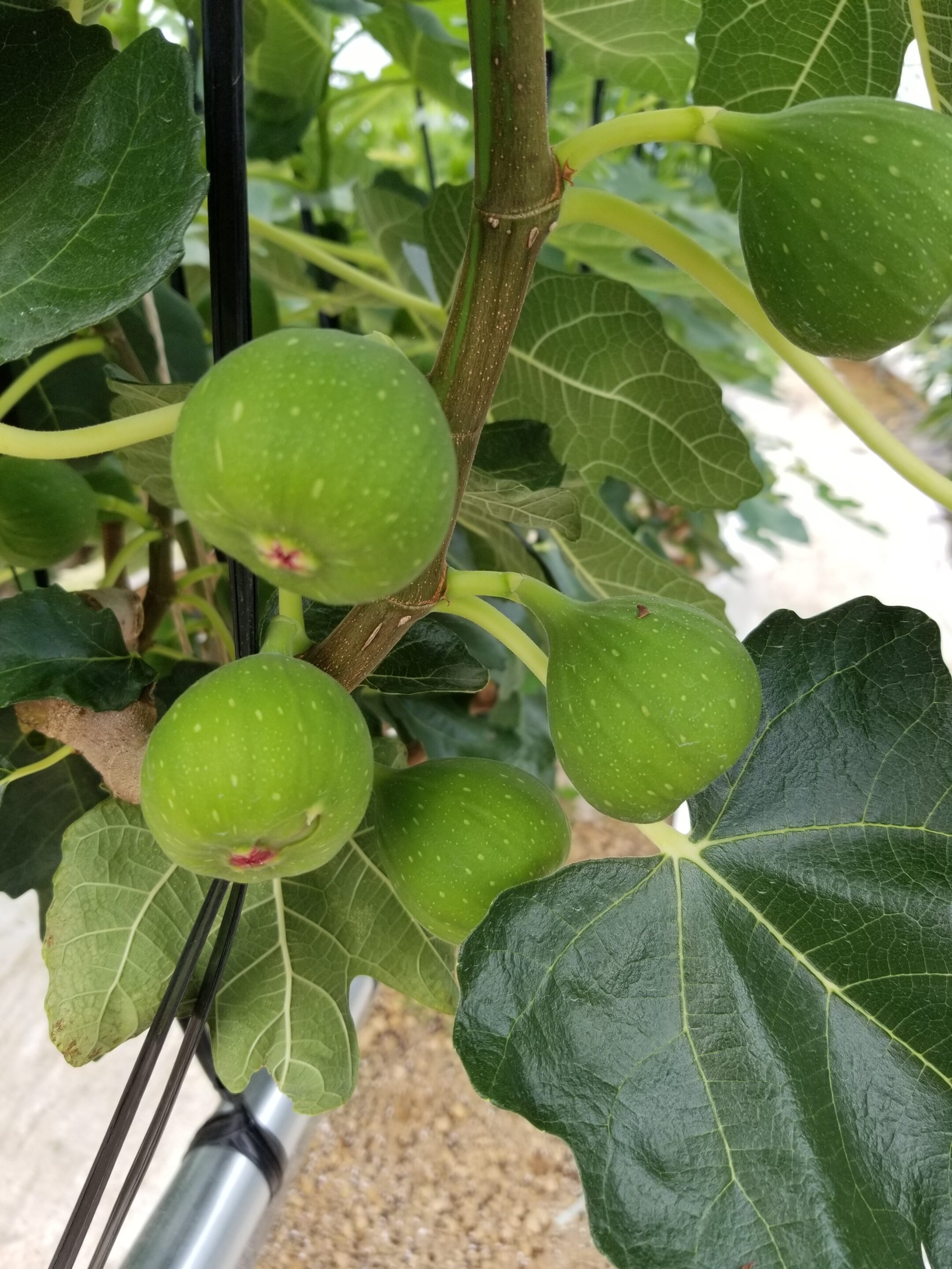 イチジクの誘引 | 高橋果樹園 – 東京都立川市にある収穫体験・摘み取り