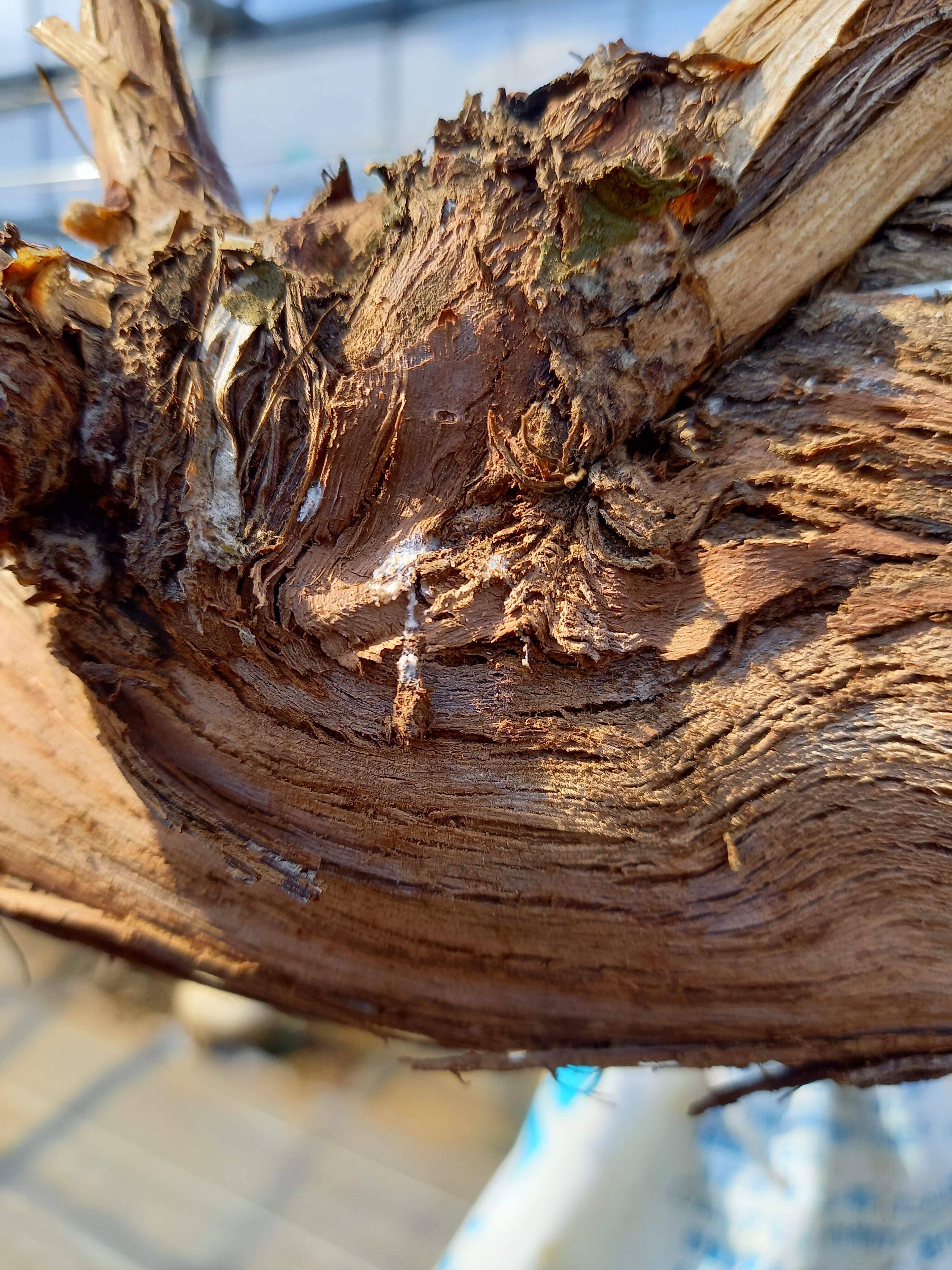 粗皮削り | 高橋果樹園 – 東京都立川市にある収穫体験・摘み取り果樹園